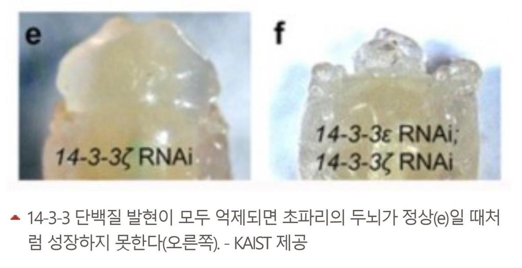 5. 암 - 발달장애관여하는단백질확인 KAIST, 신호전달체계에 다리 역할하는새단백질발견, 출처 : 동아사이언스 국내연구진이체내에서암이나발달장애를유발할수있는새로운단백질과작용원리를밝혀냈다 최광욱 KAIST 생명과학과교수팀은몸속신호전달체계에관여하는특정단백질이세포성장을조절하는데중요한역할을한다는사실을알아냈다고 18일밝혔다