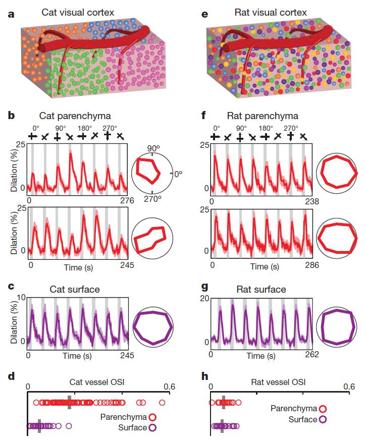 1. 혈역학적반응과신경활성의상관관계 ( 계속 ) Selectivity of blood vessel dilation to sensory stimuli in species with and without cortical orientation maps a, Schematic of cat visual cortex showing the columnar