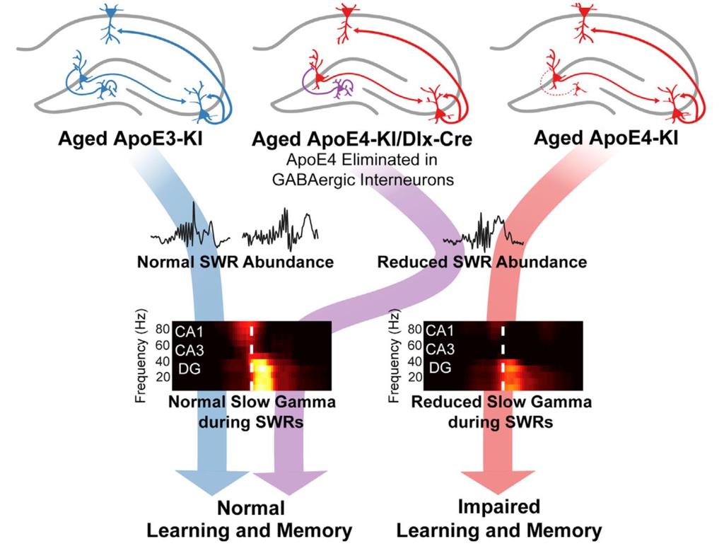 2. apoe4 유발기억손상을일으키는 SWR 연관감마파장애 ( 계속 ) h Deficit in DG-Enabled Slow Gamma Oscillations during SWRs Likely Contributes to ApoE4-Induced Learning and Memory Impairments in Aged Mice Compared to aged