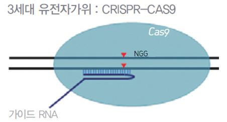 12~20bp 인식할수 있도록 Module을 연결하여 활용 ZFN과 마찬가지로 Fok1 제한효소 사용 - 3세대 CRISPR-Cas9(Clustered Regularly Interspaced Short Palindromic Repeats)시스템 화농연쇄상구균인 Streptococcus pyogenes 면역체계에서 유래