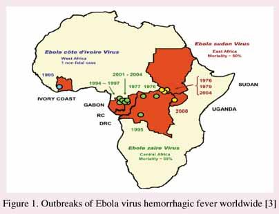 민주공화국, 가봉, 우간다 ) 에서만확인되었다 (Table 1). 1976년에 Ebola 바이러스가처음출현한이후부터 1990년대초반까지의발생은몇건에불과하였으나 1994부터 1997년사이, 그리고 2000년부터 2005년사이에는수십건이발생하였다. 또다른특징은몇건의예를제외한 Ebola-Zaire 바이러스는가봉과콩고접경지역에서주로발생한다는것이다.