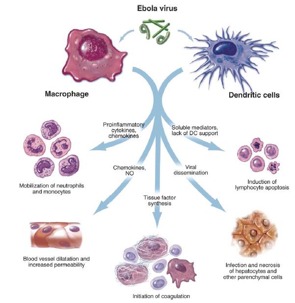 외부원고 에볼라바이러스는면역의 1차방어선이라할수있는대식세포 (macrophage) 와수지상세포 (dendritic cell) 를공격하여번식하는특성을보유 (Bausch et al., 2008; Schnittler et al.