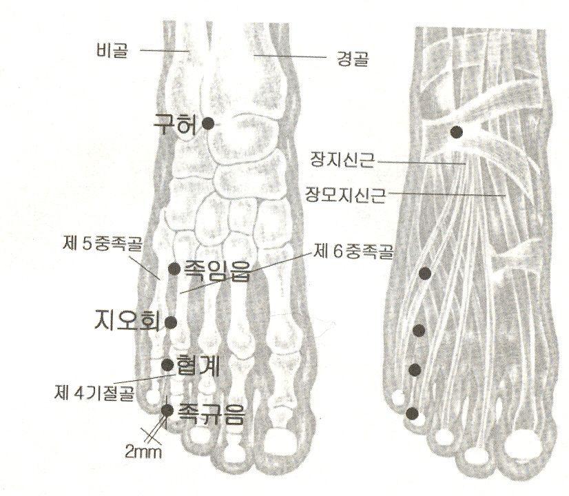 舒肝解鬱 ( 서간해울 ), 熄風瀉火 ( 식풍사화 ). 1 편두통, 중풍탄탄, 痺痛不仁 ( 비통불인 ), 월경부조, 유옹, 흉비, 심통, 頭頂痛 ( 두정통 ), 目外眥痛 ( 목외자통 ), 目眩 ( 목현 ), 目乾澁 ( 목건삽 ), 이롱, 액하종, 胸滿氣喘 ( 흉만기천 ), 缺盆中痛 ( 결분중통 ), 周身串痛 ( 주신관통 ), 小腿 ( 소퇴 ) 및족부종통등.