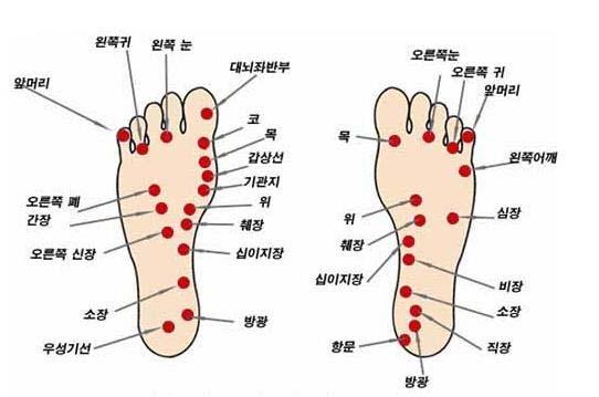 202 노인요양공동생활가정서비스가이드라인 그림 4-2 발반사구 5) 아로마요법권장 목적 1 방향성약용식물에서추출한식물성오일로심신의균형을회복시키는아로마테라피를이용하여노인들의스트레스를해소하고정서적안정감을향상시킨다. 2 소외감, 고독감, 불면증, 우울감등의제증상을완화시켜심신의건강을증진시킨다.