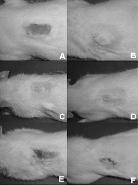 ~p } o 89 Fig. 1. Experimental groups scalded in the back. A. initial control, B. control after 7 days, C. rat treated with Azulene-S, D. rat treated with Azulene-S+polysaccharide, E.