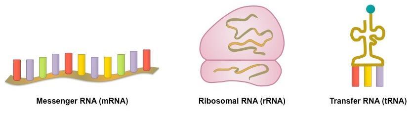 RNA RNA 의종류및기능 Messenger RNA(mRNA): DNA 의정보를직접적으로받는 RNA Ribosomal RNA(rRNA): 단백질합성에작용하는 RNA