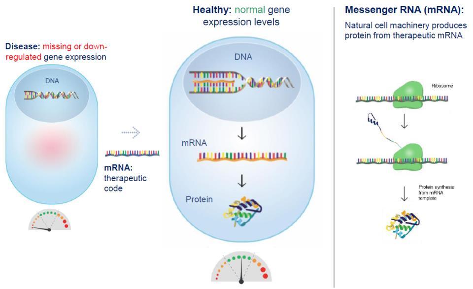 유전자발현이저해되었거나정상적인유전자발현이되지않을경우추가적인 mrna 를이용하여유전자발현을촉진 [ 그림 12] 유전자발현 OFF [ 그림