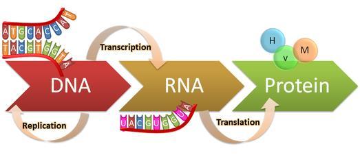 RNA Central dogma 개념 : 특정 유전정보 를가지고있는 DNA 로부터 RNA 가만들어지고이로부터단백질 (Protein) 이만들어짐 이생명현상은 절대적원칙 이라는의미에서 Central dogma