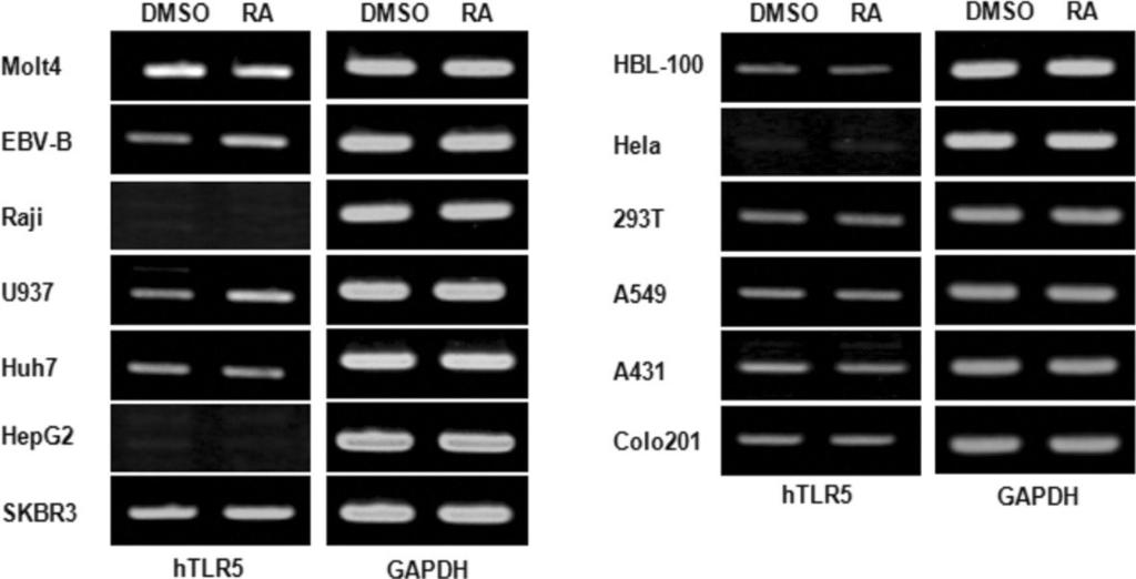 또한, SRE 와 c-myc 을포함하는 plasmid 의발현을 2 배이상증가시켰으나, CRE, AP-1, c-jun 을포함하는 plasmid 의발현에는크게영향이없었다.(Fig. 3. B) 이결과는 atra 에의한 TLR-5 유전 A B Fig. 1.