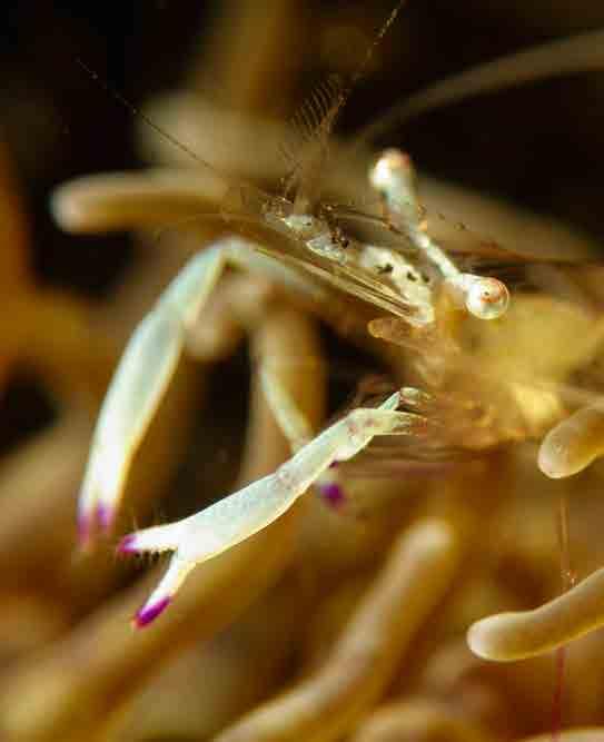 자연광은최소화하여검은배경을만들고스트로브조광중심으로촬영합니다. Banded cleaning shrimp. Lembeh, Indonesia.