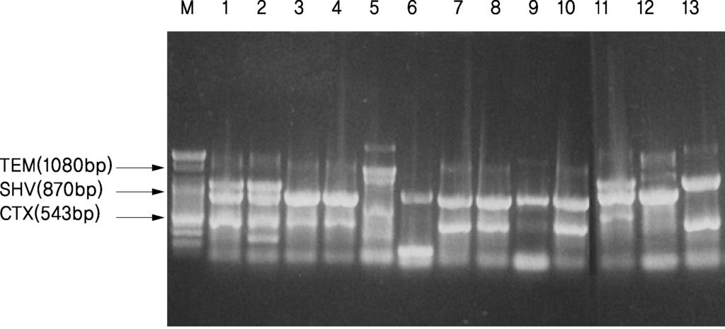 M 1 2 3 4 5 6 7 8 9 10 11 12 13 14 15 16 17 18 19 20 21 TEM(1080bp) SHV(87bp) CTX(543bp) Fig. 3. Electrophoresis of the amplified products of TEM, SHV, CTX genes by a mutiplex PCR in a 2% agarose gel.
