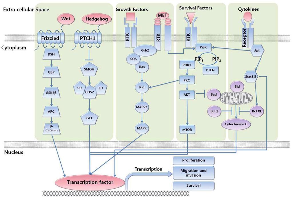 120 Hanyang Medical Reviews Vol. 32, No. 2, 2012 Fig. 2. Signaling pathways in hepatocarcinogenesis.