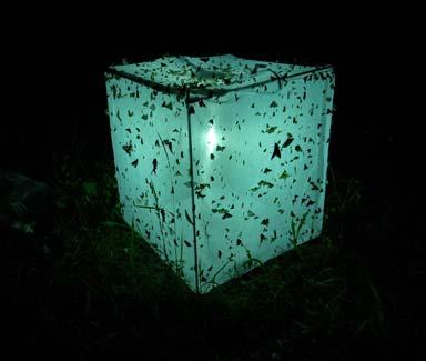 10. 육상곤충 ( 야간 ) 수은등 _ 사각망법 버켓등 유아등 _ 스크린법