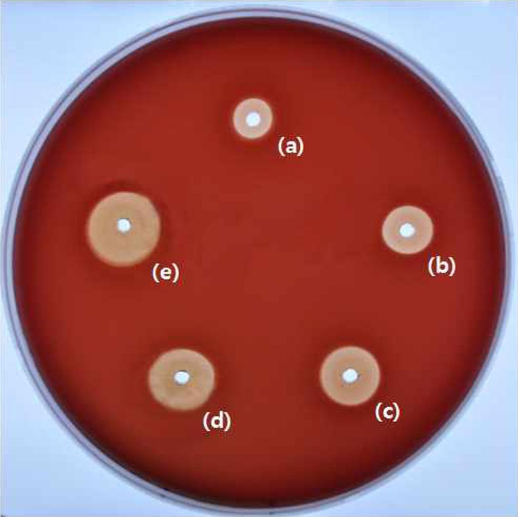 용혈성 Bacillus cereus 의동정및특성조사 183 Fig. 2. Time course of hemolytic activity from concentrated B. cereus MH-2.