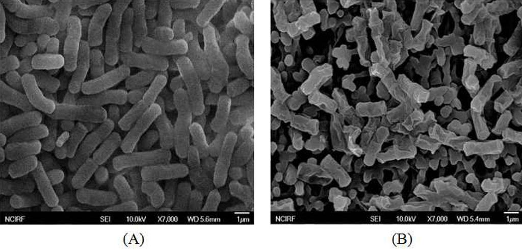 용혈성 Bacillus cereus 의동정및특성조사 185 Fig. 7. Scanning electron micrographs of B. cereus MH-2. (A) untreated cells, (B) cells treated with 10% NaCl for 3 h. 다.