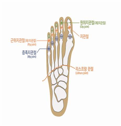 6) 발가락에뚜렷한장해를남긴때 라함은첫째발가락의경우에중족지관절과지관절의굴신 ( 굽히고펴기 ) 운동범위합계가정상운동가능영역의 1/2이하가된경우를말하며, 다른네발가락에있어서는중족지관절의신전운동범위만을평가하여정상운동범위의 1/2이하로제한된경우를말한다. 7) 한발가락에장해가생기고다른발가락에장해가발생한경우, 지급률은각각적용하여합산한다.