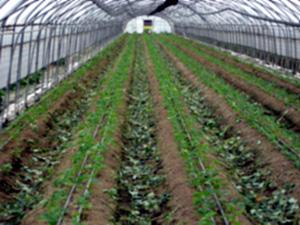 지적및자폐성장애인의직업재활을위한농업분야의가능성탐색 토마토수확하기단계에서고랑간격조정