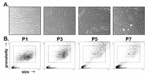 대한골다공증학회지 : 제 3 권제 1 호 8 day 8 day Primary culture (1day) passage 1 passage 2 passage 7 (70day) MSC characterization Osteogenic differentiation 2dimensional electrophoresis Fig. 2. 배양모식도및계대배양에따른세포의형태변화및세포의비대화 Fig.