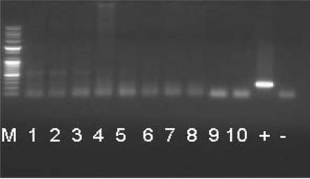 즉건강새우의인위감염을유도하기위하여 WSSV로인해폐사된새우의육질 (30%), wheat gluten(10%), 새우배합사료 (60%) 를분쇄, 혼합하여 pellet으로제조하여냉동건조처리한후 1일간 3회에걸쳐새우체중의약 5% 를건강새우에공급하였다.