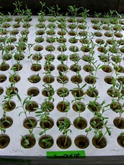 for seed germination of H.