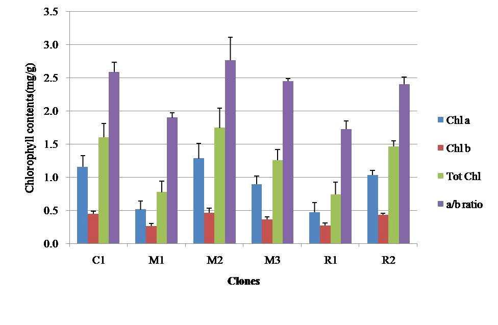 Fig 1-12. Different clones of chlorophyll contents on H.