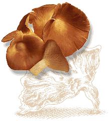 Ⅰ. 미국 Ⅵ 새송이버섯 Oyster(Pleurotus spp.