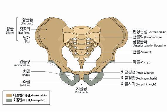 가) 천장관절또는치골문합부가분리된상태로치유되었거나좌골이 2.