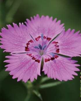 석죽과꽃이용 패랭이꽃 관상용, 식용 ( 초장 : 25~3cm, 초폭 : 2~25cm) 2 명 : Dianthus chinensis 영문명 : Chinese pink 원산지 : 유럽, 아시아