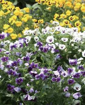 제비꽃과꽃이용 2 팬지 비올라 관상용, 식용 ( 초장 : 1~15cm, 초폭 : 15~2cm) 15 명 : Viola tricolor Viola wittrockiana 영문명 : Miniature pansy Pansy 원산지 : 유럽 재배특성