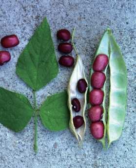 콩과열매이용 강낭콩 채소용, 곡식용, 수프, 볶음, 샐러드 ( 초장 : 3~15cm, 초폭 : 3~4cm) 2 명 : Phaseolus vulgaris var.