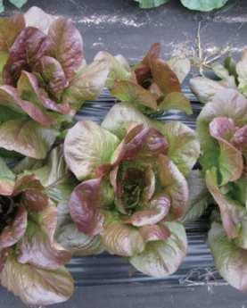 국화과잎이용 적로메인상추 2 채소용, 쌈, 겉절이, 샐러드 ( 초장 : 3~4cm, 초폭 : 2~25cm) 명 : Lactuca sativa 영문명 : Romane lettuce red 유효성분 : 비타민 A, 칼륨, 섬유질 15 재배특성 :