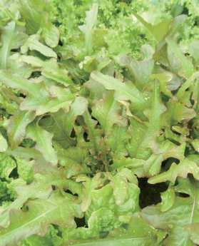 국화과잎이용 적오크상추 채소용, 쌈, 겉절이, 샐러드 ( 초장 : 3~4cm, 초폭 : 2~25cm) 2 명 : Lactuca sativa 영문명 : Oak leaf lettuce red 유효성분 : 비타민