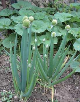 백합과잎줄기이용 파 채소용, 김치, 향신료 ( 초장 : 3~4cm, 초폭 : 2~25cm) 2 명 : Allium fistulosum 영문명 : Spring onion 원산지 : 중국서북부