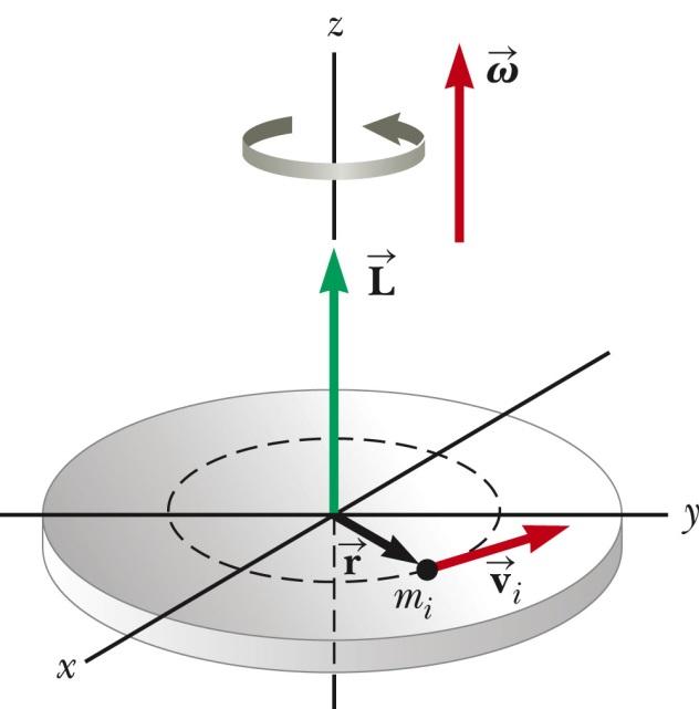 .3 회전하는강체의각운동량 ngular Moentu o a Rotatng Rg Obect 축과일치하는고정축주위로회전하는강체의각운동량을결정하자.