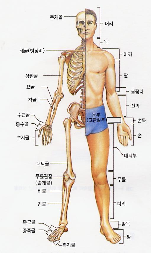 1. 골격및근육