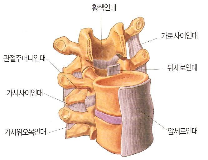 5. 신체부위별골절처치 (2) 척추 - 손상에는골절, 척추뼈탈구, 인대좌상, 척추뼈사이추간판의압좌또는변위, 심한경우척수의절단도가능.