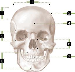 1) 골격 (1) 골격의기능 - 체형과균형을유지 - 중요장기와연부조직보호 - 근육이부착되어신체운동가 (2) 머리부위 - 두개골 8 개의뼈 (