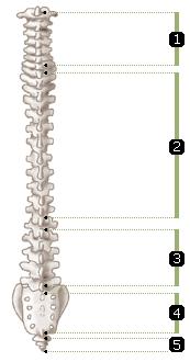 (3) 동체부 - 구성 : 척추, 흉골, 늑골, 골반 - 척추 : 척수보호및가굴성 - 흉골 : 쇄골지지, 늑골부착 - 늑골 :