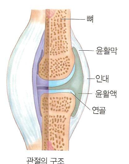 2) 관절과인대 - 2 개이상의뼈가모이는곳을관절이라함 ( 운동가능 : 주관절, 운동불가능 : 두개골 ) - 연골 : 운동가능한관절에서뼈끝을둘러쌈 -