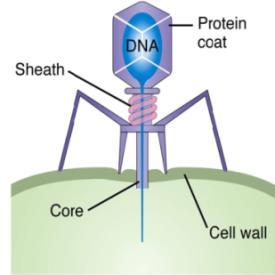 박테리아에대한선택적처치가가능하고가장자연친화적인기술