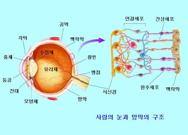 전하결합소자 (CCD) : 빛을인식하는사람의눈과같이빛을실제에가깝게재현해서보여주는일종의인공눈역할을하는장치 CCD 신호에빛이들어오면빛의세기에따라다른전기신호로변환되어저장. 즉, 아날로그신호를디지털신호로변환하여디지털이미지가생성 CCD는색상을구분하지못함. 단지빛의양만기록할수있기때문에 CCD에색필터를붙여특정한색의필터를통과한빛의양을측정하여색을구분나.