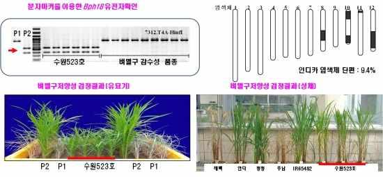 대단원 5. 인류의건강과과학기술학습자 : 2 학년 ( ) 반 ( ) 번이름 ( ) 소단원 1. 식량자원 ( 육종과유전자재조합기술, 질소고정 ) 날짜 : 2017... 아그로박테리움이라는토양미생물을이용하여유 1. 육종과유전자재조합기술 (1) 육종 : 기존의품종을더좋게만들거나이용가치가높은새로운품종을만들기위해유전적인형질을변화시키는것가.