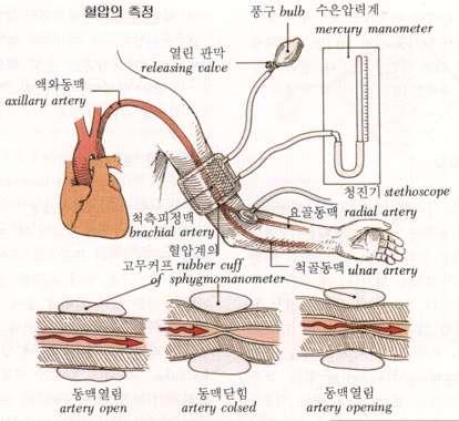 내시경의구조와원리 : 내시경은크게화상정보를받아들이는렌즈부분과렌즈를통해들어온빛을전달해주는광섬유다발, 빛을영상으로전환해주는모니터부분을구성