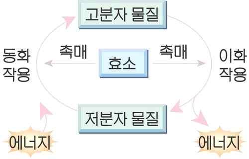 대단원 6. 에너지와환경학습자 : 2 학년 ( ) 반 ( ) 번이름 ( ) 소단원 2. 탄소순환과기후변화 ( 탄소순환, 순환과정에서의반응, 광합성 ) 날짜 : 2017... 3. 탄소순환 (1) 탄소의역할가. 생명체를구성하는단백질의주된구성성분나. 생명체의에너지원인포도당등탄수화물의주된구성원소다. 연료 ( 석탄, 석유 ) 의주된구성원소라.