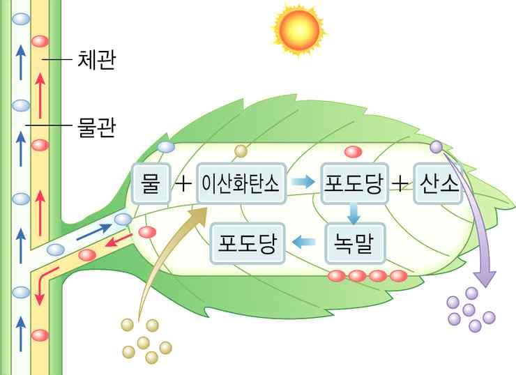 산소의산화 환원 산화 : 물질이산소와화합하는반응 ex) 환원 : 물질이산소를잃는반응 ex) 다. 수소와산화 환원 산화 : 물질이수소를잃는반응 환원 : 물질이수소를얻는반응 ex) (2) 이화와동화가. 이화 : 생물체내에서고분자화합물이저분자유기물이나무기물로분해되는과정 ( 에너지방출 ) ex) 세포호흡, 소화등나.