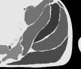 F), and foot (G, H). 구조물의층 114개 (Table 2) 를포함한층 116개가만들어졌다 (Fig. 2A).