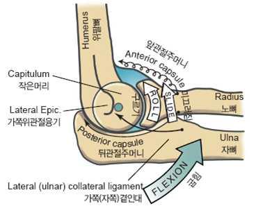 Humeroradial joint 의관절운동형상학