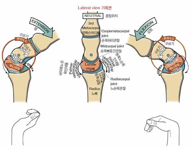 손목관절의운동 - flexion & extension -