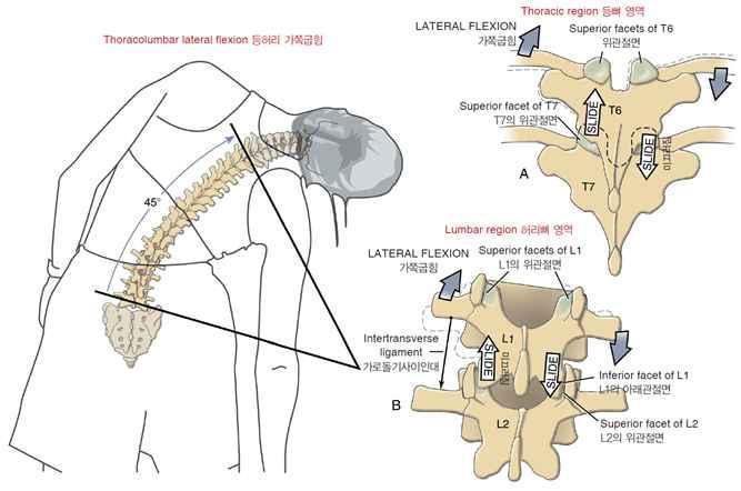 엉덩뼈에대한엉치뼈의전방돌림운동엉치뼈에대한엉덩뼈의후방돌림운동 -