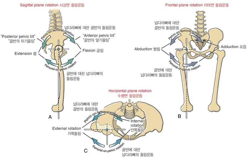 Pelvic-on-femoral osteokinematics: anterior &